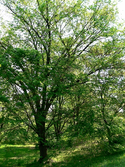 {Ulmus americana}